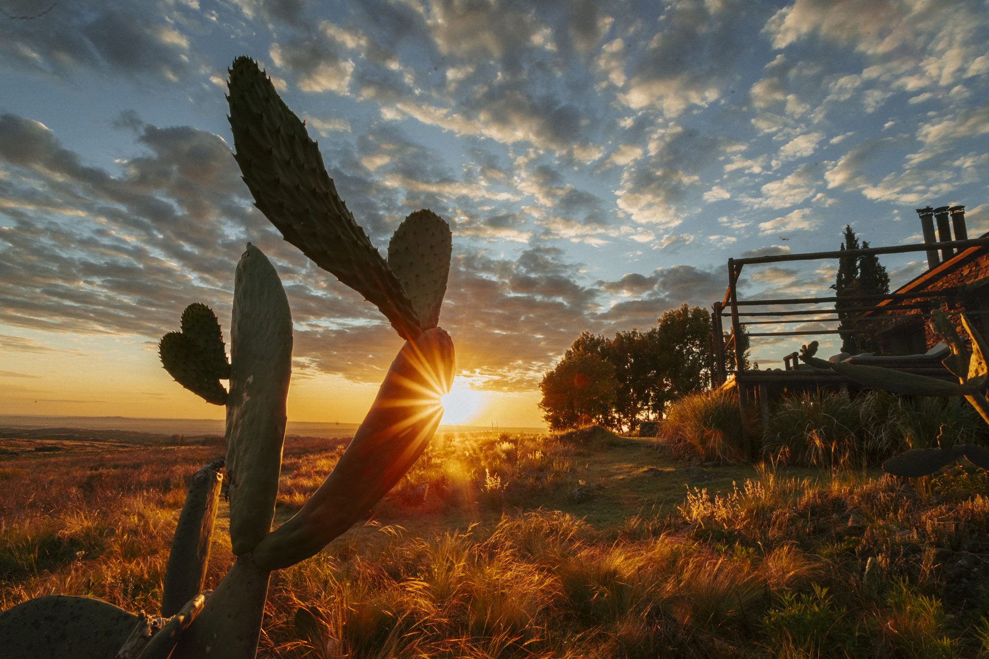Cactus against the setting sun