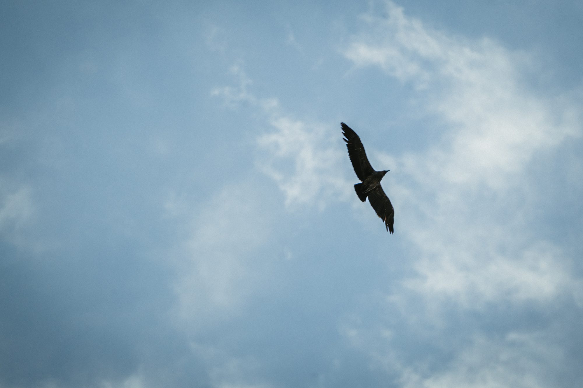 A condor over the hills