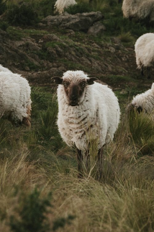 Sheep in the grassland